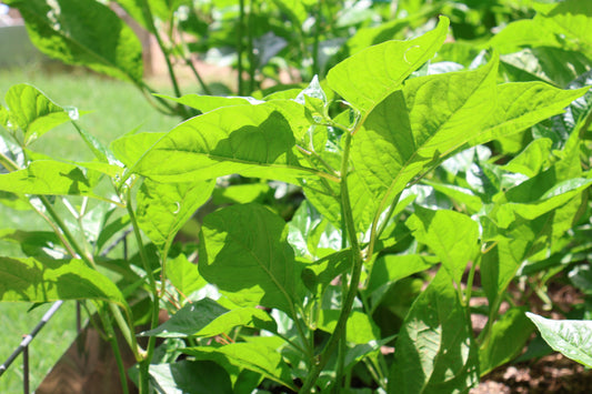 Growing With Care