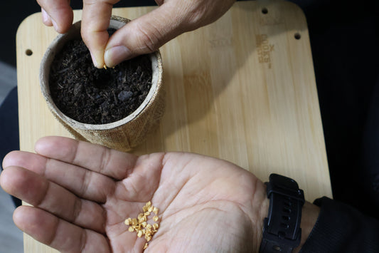The Seed